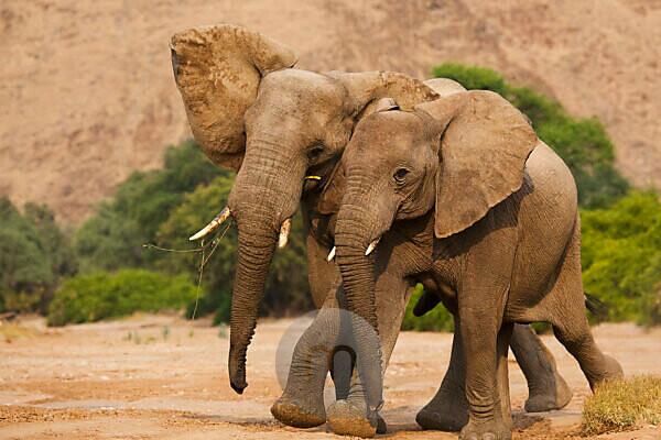 Bildagentur mauritius images African Elephant Loxodonta